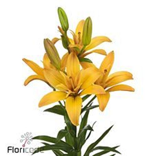 Lilie asiatisch gelb Gold Twinlife 4+Blüte 80cm
