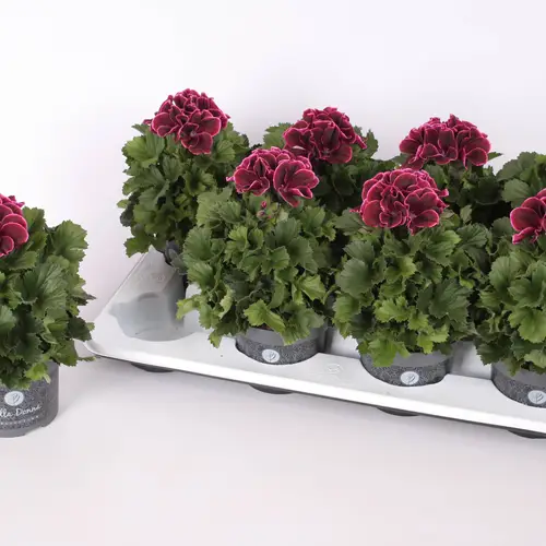 Pelargonium Grandiflorum Bliss T12 H028