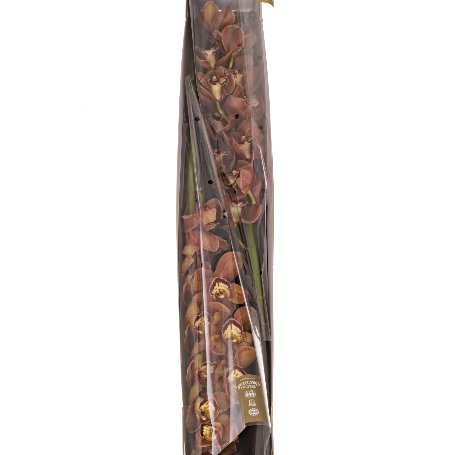 Cymbidium rot Masala 80cm 13+Blüte