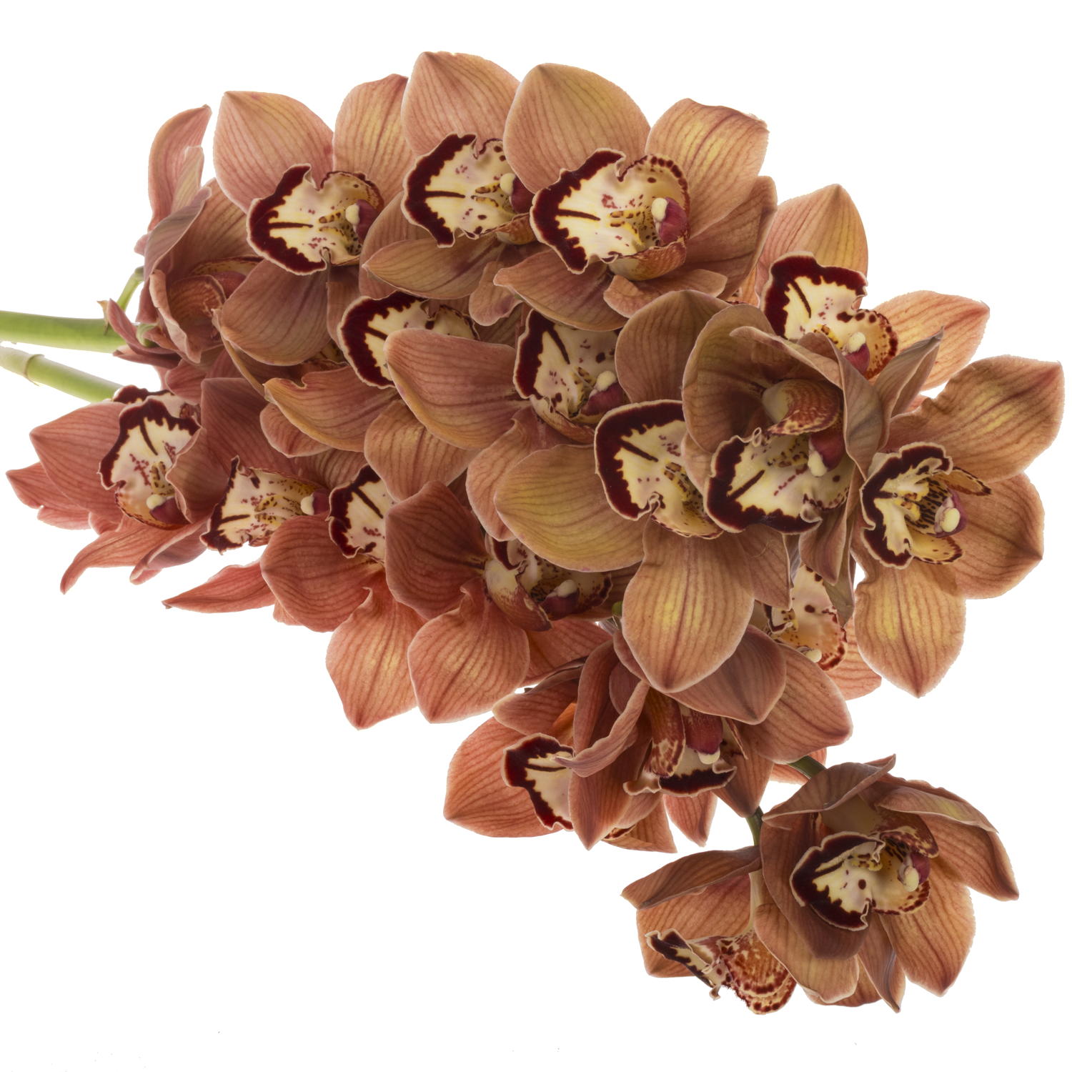 Cymbidium rot Masala 80cm 13+Blüte
