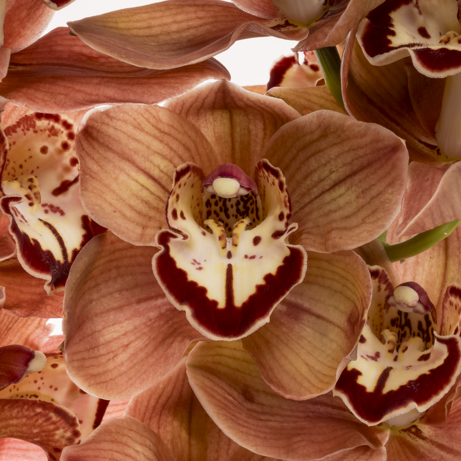 Cymbidium rot Masala 80cm 13+Blüte
