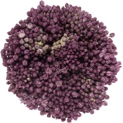 Alium lila Lady 60cm