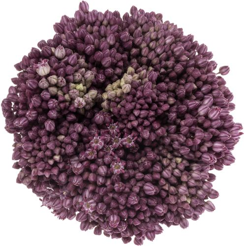 Alium lila Lady 60cm