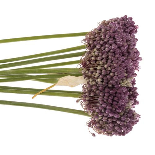 Alium lila Lady 60cm