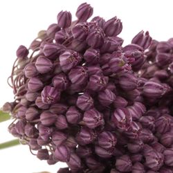Alium lila Lady 60cm