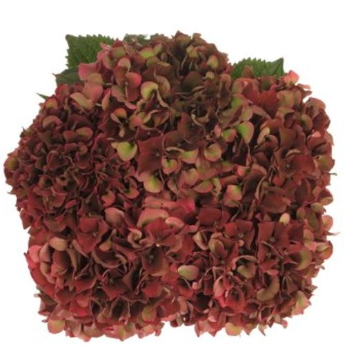 Hortensie weinrot Dark Ruby classic Bol 15cm 40cm