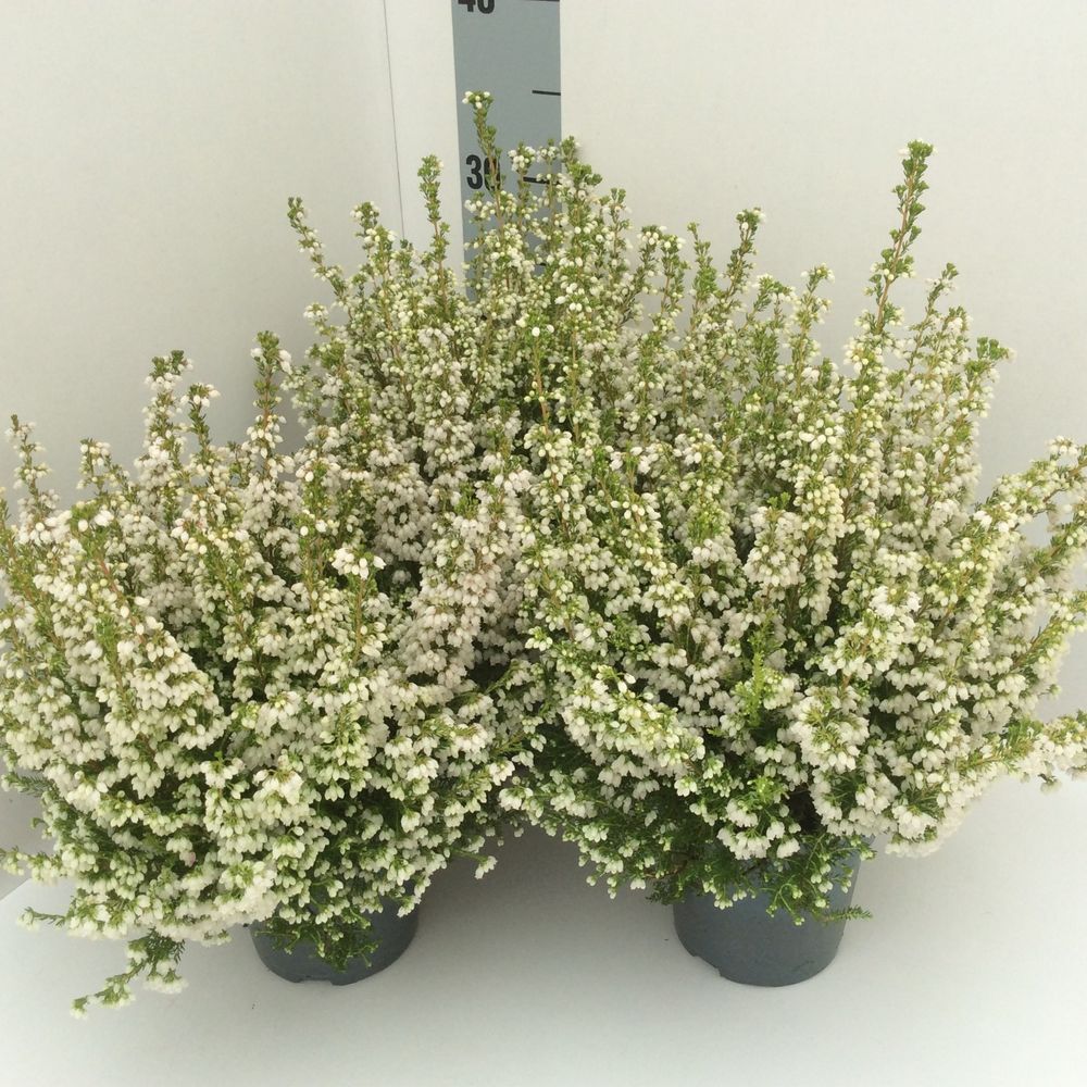 Erica Gracilis weiss T12 H30