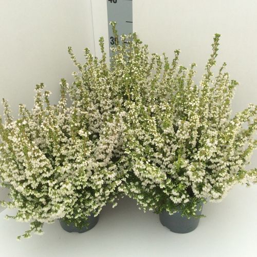 Erica Gracilis weiss T12 H30