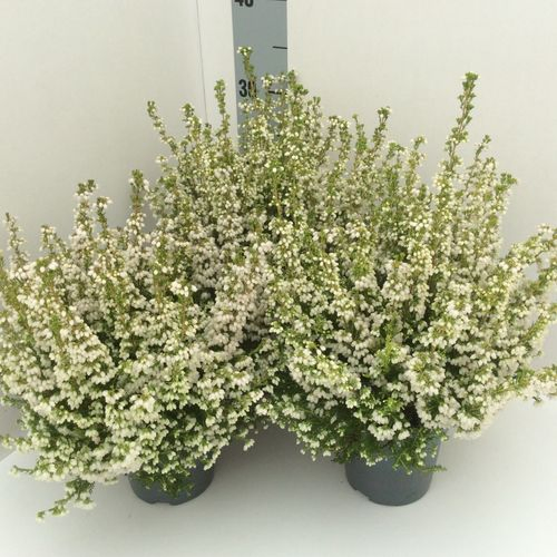 Erica Gracilis weiss T12 H30
