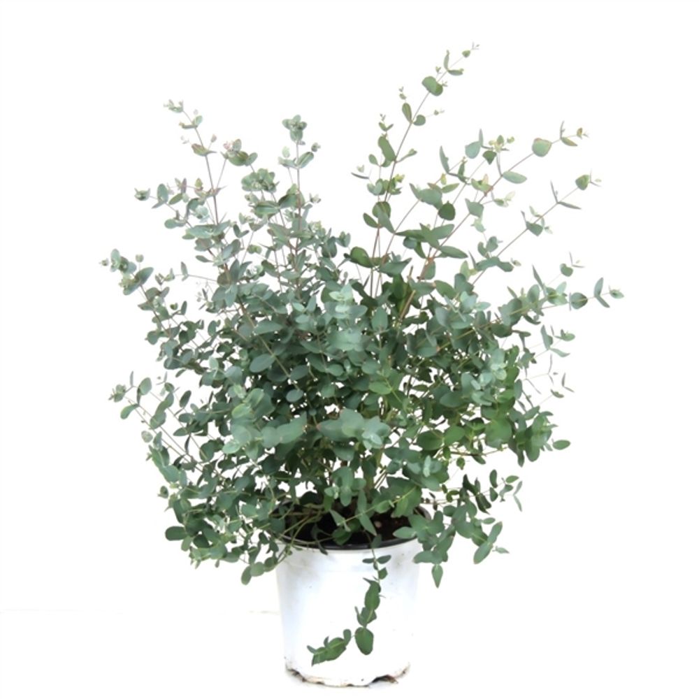 Eucalyptus Gunni T17 H40 Bush (Eucalyptus Pflanzen) Heyl