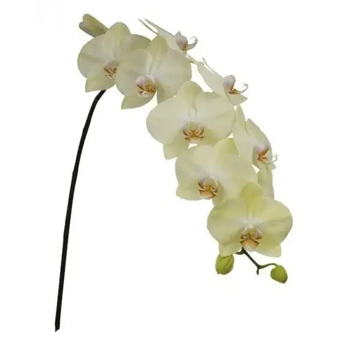 Phalaenopsis creme Rising 80cm 10 Bis 14 Blüte