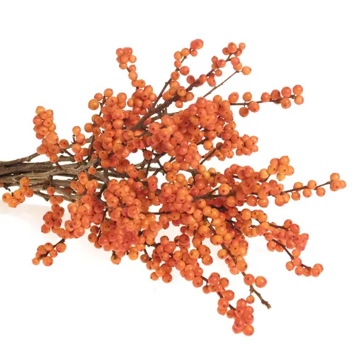 Ilex orange     40cm