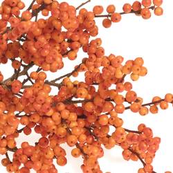 Ilex orange     40cm