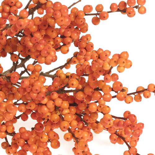 Ilex orange     40cm