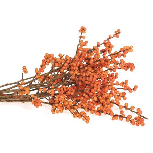 Ilex orange     40cm