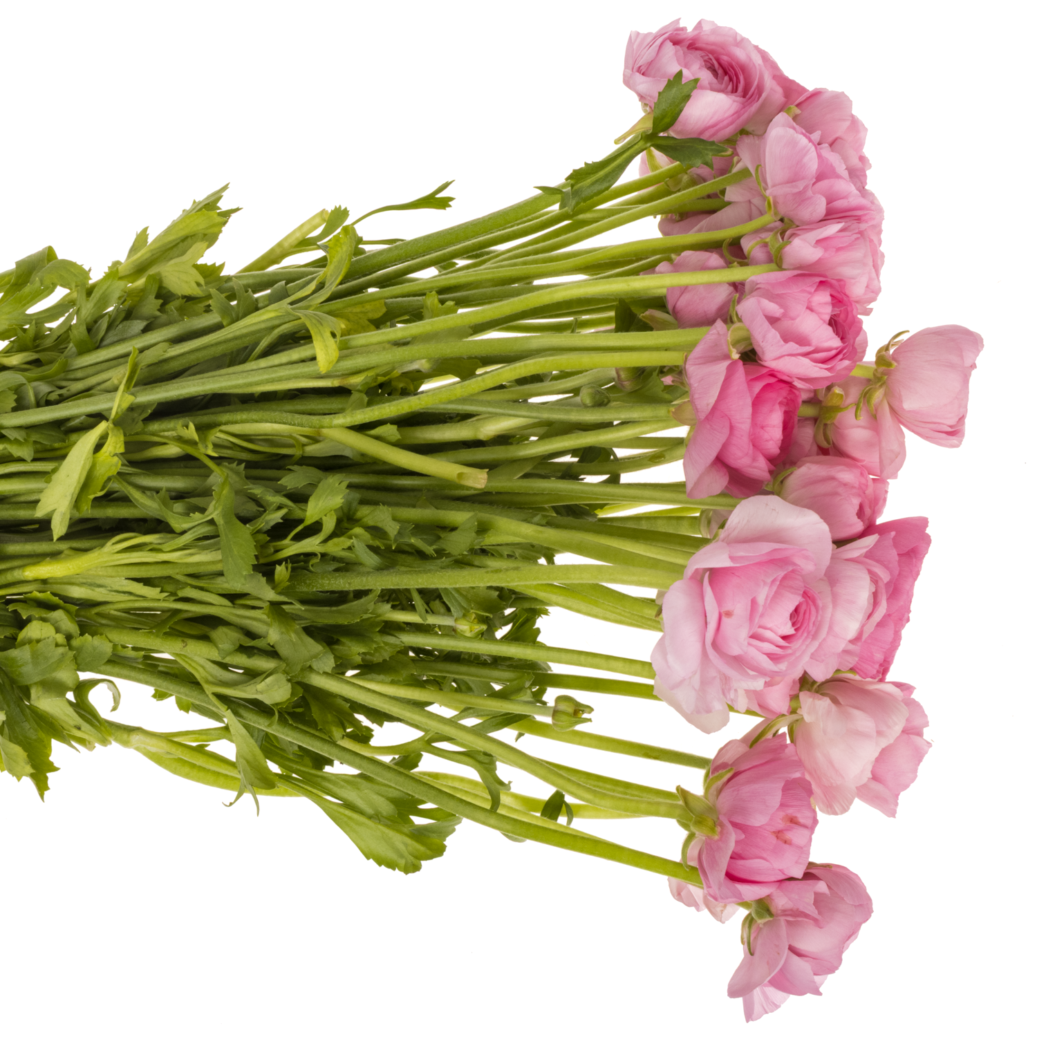 Ranunkel rosa hell Elegance Pink 40cm Italien x 50