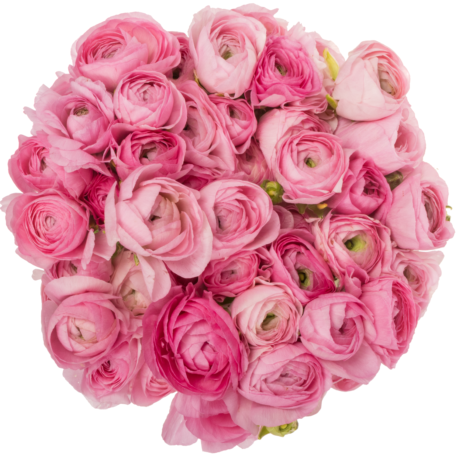 Ranunkel rosa hell Elegance Pink 40cm Italien x 50