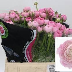 Ranunkel rosa hell Elegance Pink 40cm Italien x 50