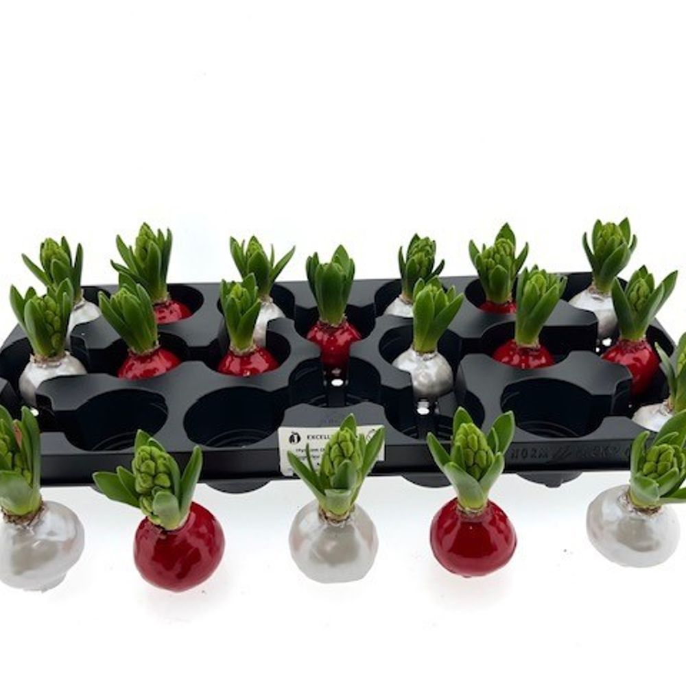 Hyac.Bol Wachs mix Red Pearl mix Bl. H8