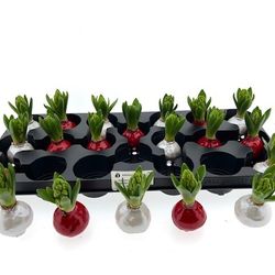 Hyac.Bol Wachs mix Red Pearl mix Bl. H8