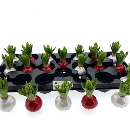 Hyac.Bol Wachs mix Red Pearl mix Bl. H8