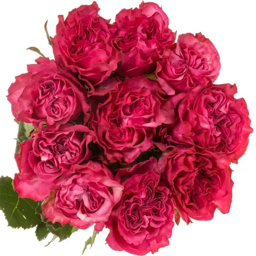 Rose lila Country Blues 40cm