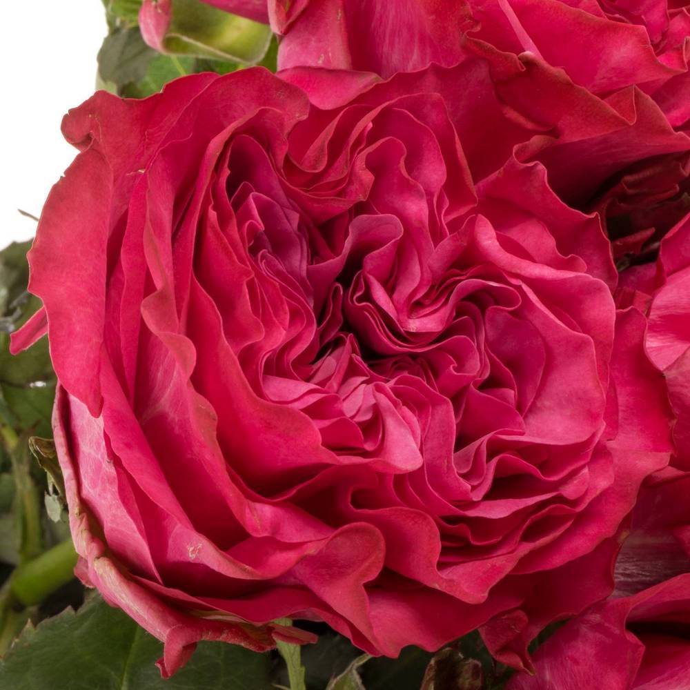 Rose lila Country Blues 40cm