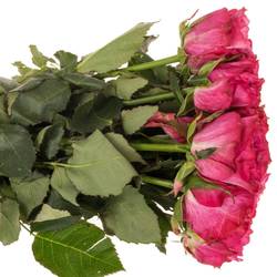 Rose lila Country Blues 40cm