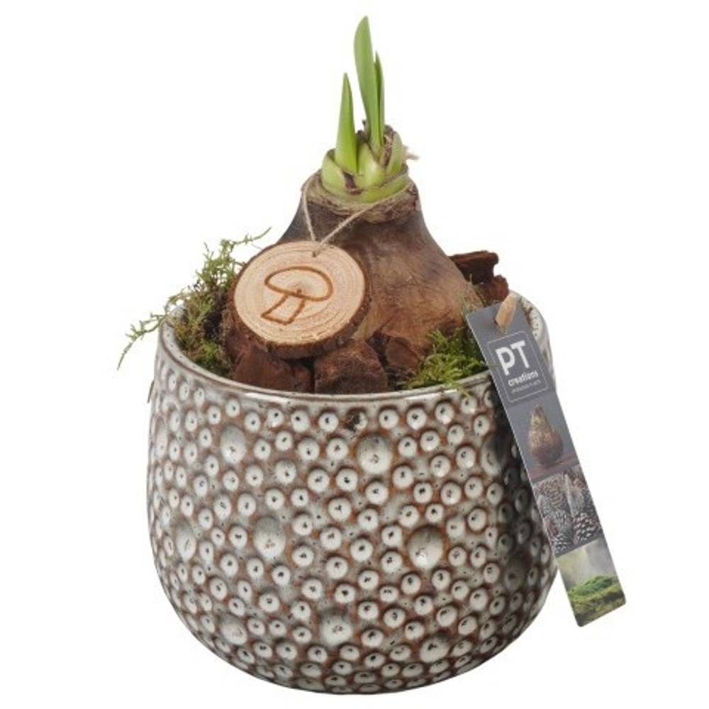 Amaryl.Arr PTAA7506 rote Bl. T14 H027