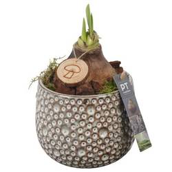 Amaryl.Arr PTAA7506 rote Bl. T14 H027