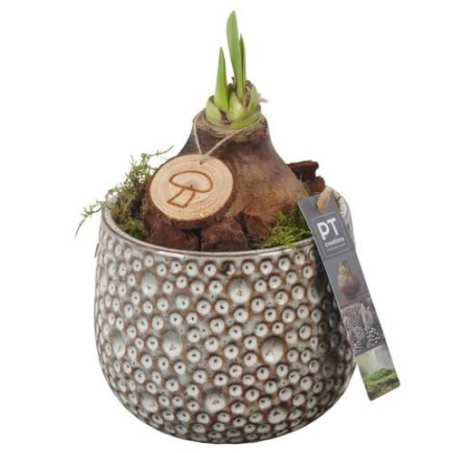 Amaryl.Arr PTAA7506 rote Bl. T14 H027