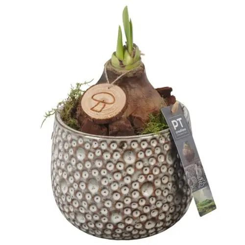 Amaryl.Arr PTAA7506 rote Bl. T14 H027