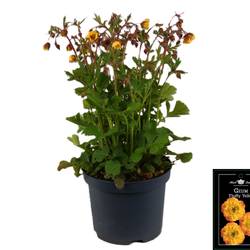 Geum gelb Fluffy T19 H045