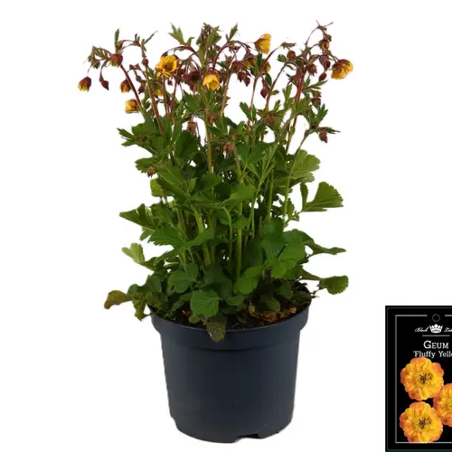 Geum gelb Fluffy T19 H045