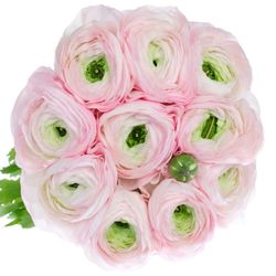 Ranunkel rosa Baby Cloni Super 40cm