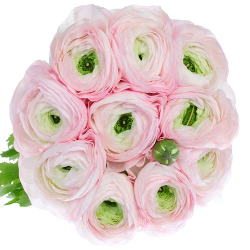 Ranunkel rosa Baby Cloni Super 40cm
