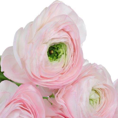 Ranunkel rosa Baby Cloni Super 40cm