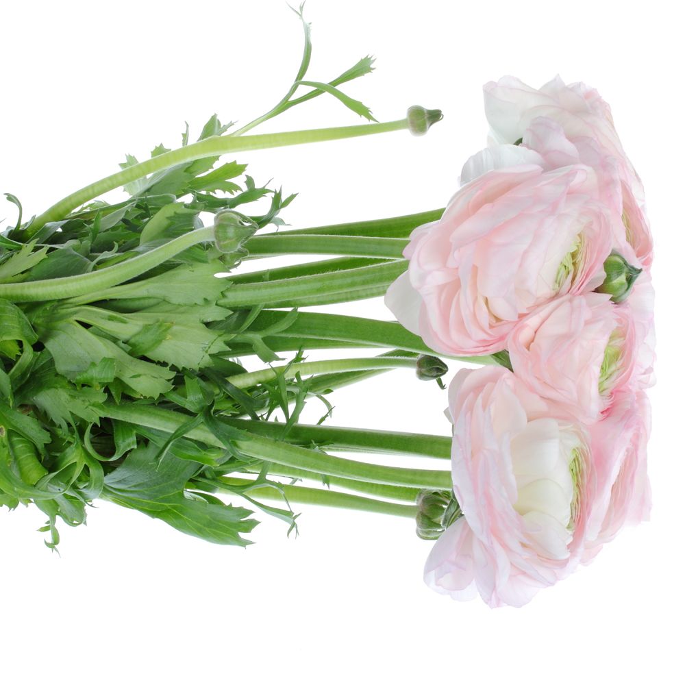 Ranunkel rosa Baby Cloni Super 40cm