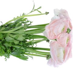 Ranunkel rosa Baby Cloni Super 40cm