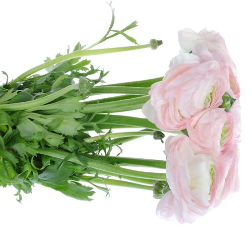 Ranunkel rosa Baby Cloni Super 40cm