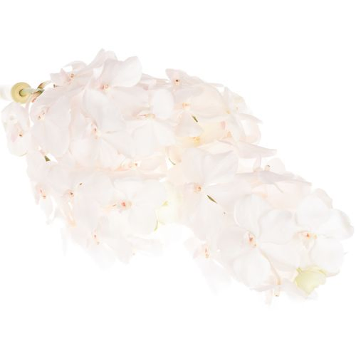 Vanda weiss Diamond X4 Stiele