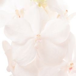 Vanda weiss Diamond X4 Stiele