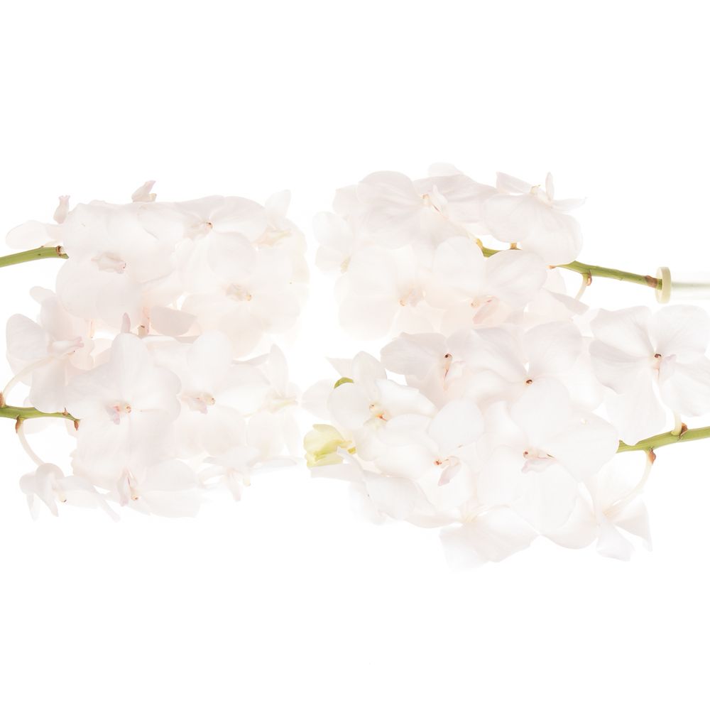 Vanda weiss Diamond X4 Stiele
