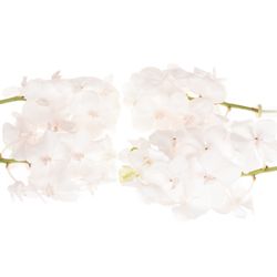 Vanda weiss Diamond X4 Stiele