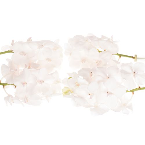 Vanda weiss Diamond X4 Stiele