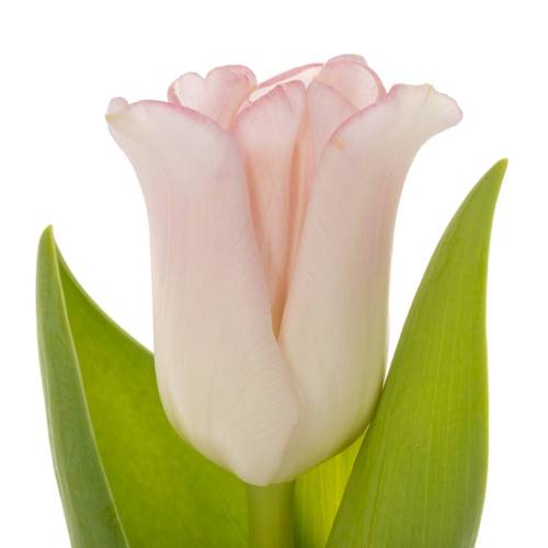 Tulpe rosa Crown Dynasty 40 Gramm