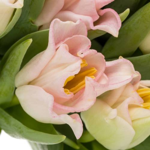 Tulpe rosa Crown Dynasty 40 Gramm