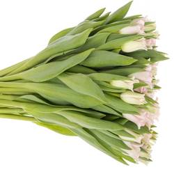 Tulpe rosa Crown Dynasty 40 Gramm