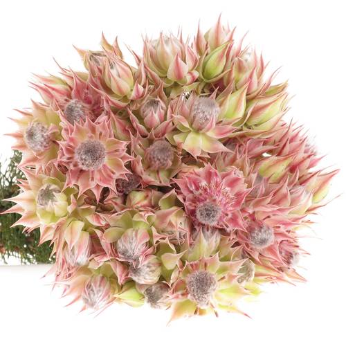 Serriria Blushing rosa 50cm 2-5 Blüte