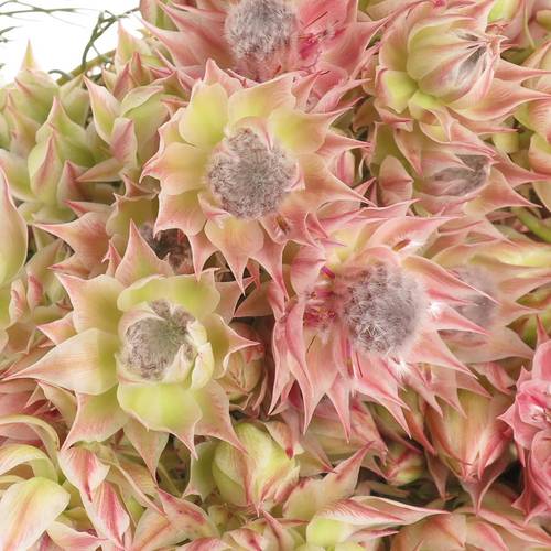 Serriria Blushing rosa 50cm 2-5 Blüte
